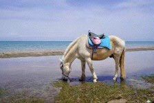 -青海湖国家重点风景名胜区