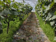 -马陆小张葡萄园农家乐