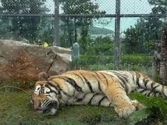 -西霞口神雕山野生动物世界