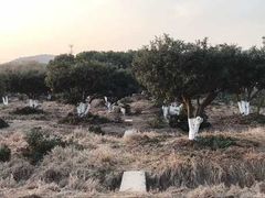 -呼吸森林·生态农庄农家乐私房菜