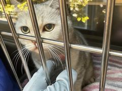 -御宝贝·A梦猫科宠物医院(国际猫友好医院)