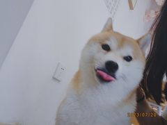 -南京Hallo宠物乐园·哈罗犬舍·柴犬繁育基地