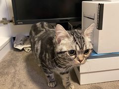 -猫大福·Fortune Cat猫舍(百子湾店)