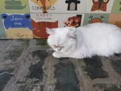 -喵屿·大理花园猫咖