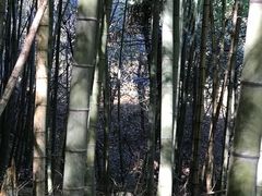-湖州龙王山景区