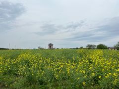 -杭州湾海上花田景区