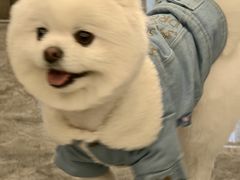 -八公叔叔宠物美容连锁(春申店)