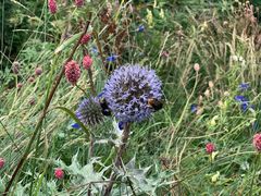 -白草畔自然风景区