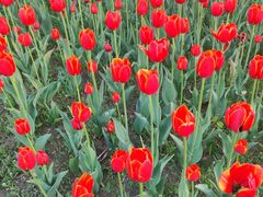 -长春公园(普阳街道)