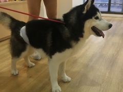 -Husky Go! 哈士奇体验馆·宠物咖啡厅狗咖