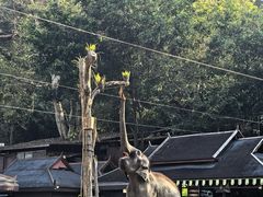 -野象谷景区