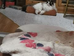 -滚猫咖啡·猫咖·猫友好撸猫(未来城店)