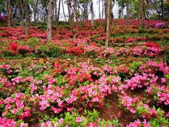 -梧桐山风景名胜区