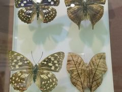 -上海昆虫博物馆