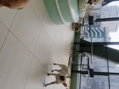 -怪兽屋·羊驼·猫咖·狗咖(俊华广场店)