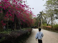 -丹樱生态园