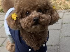 -美联众合动物医院·24h京西诊疗中心