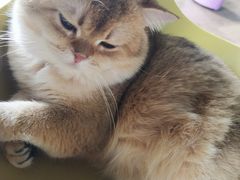 -东方名猫馆·英短金渐层布偶猫舍(环线广场1号楼店)