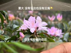 -梧桐山风景名胜区