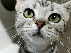 -东方名猫馆·英短金渐层布偶猫舍(环线广场1号楼店)