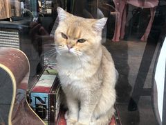 -喵屿·大理花园猫咖