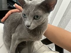 -琪喵猫屋·撸猫猫咖·猫舍