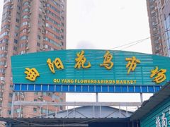 -曲阳花鸟市场(曲阳路店)
