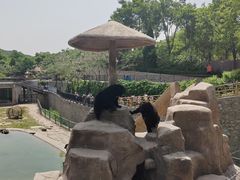 -石家庄市动物园