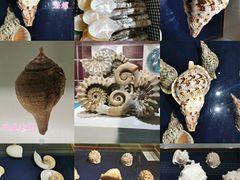 -青岛贝壳博物馆