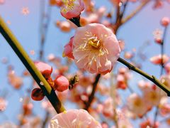 -新虹桥中心花园