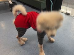 -顺强宠物诊所·狂犬免疫·夜诊·骨科(嘉定店)