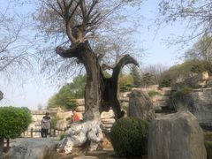 -中国唐苑