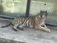 -大连森林动物园