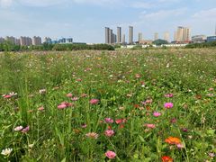 -尚贤河湿地