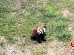 -西霞口神雕山野生动物世界