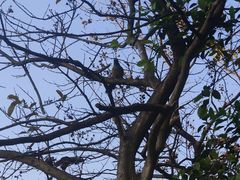 -福田红树林生态公园