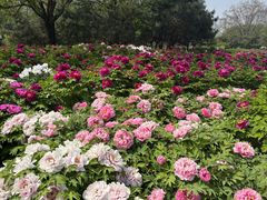 -洛阳市隋唐城遗址植物园
