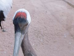 -盐城丹顶鹤湿地生态旅游区