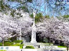 -武汉大学-樱园
