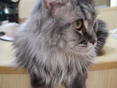-猫和宫(六道口店)