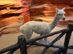 -酷嗒动物文化乐园(cutezoo西溪乐天城店)