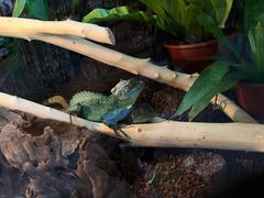 -酷以爬仙阁实体爬宠店·守宫·蜥蜴·专业繁育