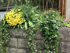 -杭州植物园