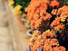 -西双版纳傣族园