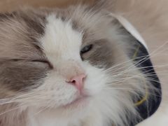 -滚猫咖啡·猫咖·猫友好撸猫(未来城店)