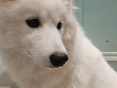 -安格丽娜·狗咖·猫咖羊驼咖(春熙路百盛商场店)