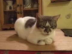 -猫色咖啡·猫咖