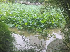 -龙头寺公园