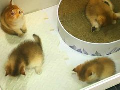 -青奢宠物·青奢猫舍