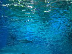 -北戴河圣蓝海洋公园